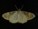 Alcis repandata (Braunmarmorierter Baumspanner, Männchen) / CH BE Hasliberg 1050 m, 13. 06. 2024
