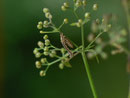 Xanthorhoe fluctuata