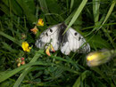 Parnassius mnemosyne (Schwarzer Apollo) / CH BE Hasliberg 1050 m, 24. 06. 2010