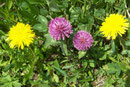 Trifolium pratense (Rotklee) / Fabaceae