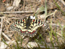 Zerynthia rumina (Männchen)  / E Andalusien, Garganta del Chorro, Embalse de Guadalhorce 302 m, 27. 04. 2012