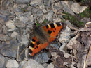 Aglais urticae (Kleiner Fuchs, Weibchen beim Eier legen) / CH BE Hasliberg 1050 m, 22. 02. 2008