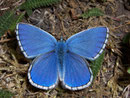 Polyommatus bellargus (Himmelblauer Bläuling, Männchen) / LYCAENIDAE/Polyommatini (Bläulinge)
