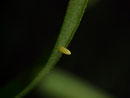 Pieris rapae (Kleiner Kohlweissling) / CH BE Hasliberg 1050 m, 21. 07. 2016 an Reseda lutea
