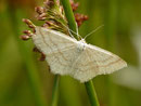 Scopula ternata (Heidelbeer-Kleinspanner) / CH OW Alpnach Rickmettlen 1671 m, 04. 07. 2017