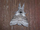Calliteara pudibunda (Buchen-Streckfuss, Männchen) / LYMANTRIIDAE (Trägspinner)