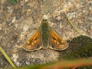 Hesperia comma (Kommafalter, Weibchen) / CH VS Oberwald 1570 m, 17. 09. 2014