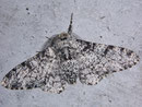 Biston betularia (Birkenspanner) / GEOMETRIDAE/Ennominae (Spanner)
