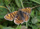 Melitaea phoebe (Flockenblumen-Scheckenfalter) / CH GR Marmorera Stauseee, 13. 07. 2007