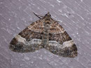 Xanthorhoe biriviata (Springkraut-Blattspanner) / GEOMETRIDAE/Larentiinae (Spanner)