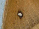 Lasiocampa quercus (Eichenspinner, Detail) / CH BE Hasliberg 1050 m, 19. 07. 2012