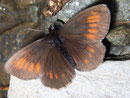 Erebia manto (Gelbgefleckter Mohrenfalter) / NYMPHALIDAE/Tr. Erebiini (Edelfalter)