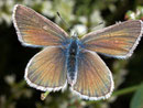 Polyommatus damon (Grünblauer Bläuling, Weibchen) / Italien Aostatal Valpelline Alp Chamen 1750 m, 11. 09. 2008
