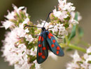 Zygaena transalpina (Hufeisenklee-Widderchen) / CH BE Hasliberg 1050 m, 22. 07. 2015