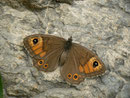 Lasiommata maera (Braunauge, Weibchen) / CH BE Hasliberg 1050 m, 20. 10. 2014