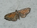 Eupithecia icterata (Schafgarben-Blütenspanner) / GEOMETRIDAE/Larentiinae (Spanner)