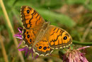 Lasiommata megera (Mauerfuchs)  / NYMPHALIDAE/Satyrinae (Edelfalter)