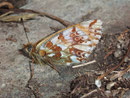 Boloria napaea (Ähnlicher Perlmuttfalter, Weibchen) / CH VS Zinal La Latta 2144 m, 28. 07. 2009