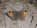 Lasiommata maera (Braunauge, Weibchen) / NYMPHALIDAE/Satyrinae (Edelfalter)