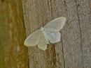 Jodis putata (Heidelbeer-Grünspanner) / GEOMETRIDAE/Geometrinae (Spanner)