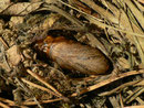 Hyles gallii (Labkrautschwärmer) / CH BE Hasliberg 1060 m, 09. 05. 2022 (Raupe auf Wiese gefunden)