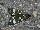 Callimorpha dominula (Schönbär) / CH BE Hasliberg 1050 m, 26. 07. 2010