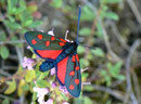 Zygaena transalpina (Hufeisenklee-Widderchen) / CH VS Gampel-Bratssch 950 m, 12. 07. 2011