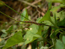 Lasiocampa quercus (Eichenspinner / CH BE Hasliberg 1050 m, 14. 08. 2014