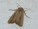Mythimna loreyi / NOCTUIDAE (Eulen)