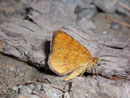 Itame brunneata / GEOMETRIDAE/Ennominae (Spanner)
