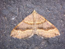 Scotopteryx chenopodiata (Braunbinden-Wellenstriemenspanner) / GEOMETRIDAE/Larentiinae (Spanner)