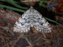 Xanthorhoe incursata (Bergwald-Blattspanner) / GEOMETRIDAE/Larentiinae (Spanner)