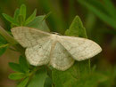 Scopula floslactata (Gelblichweisser Kleinspanner) / CH BE Hasliberg 1050 m, 24. 05. 2018