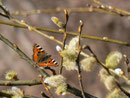 Aglais urticae (Kleiner Fuchs) / CH BE Hasliberg 1050 m,  28. 03. 2019