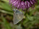 Aricia eumedon (Storchschnabel-Bläuling) /  CH BE Gündlischwand 931 n, 31. 05. 2014