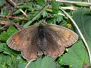 Erebia tyndarus (Schillernder Mohrenfalter, Weibchen)  / NYMPHALIDAE/Tr. Erebiini (Edelfalter)