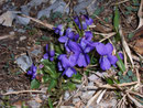 Viola reichenbachiana (Wald-Veilchen) / Violaceae