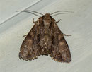 Apamea monoglypha (Grosse Grasbüscheleule) / CH BE Hasliberg 1050 m, 17. 08. 2011