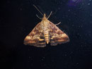Pyrausta despicata (Olivbrauner Zünsler) / CRAMBIDAE/Pyraustinae(Zünsler)