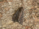 Lacanobia suasa (Veränderliche Kräutereule) / NOCTUIDAE/Hadeninae (Eulen)
