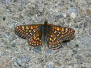 Euphydryas aurinia aurinia (Skabiosen-Scheckenfalter) / CH VS Turtmanntal 2316 m, 14. 07. 2010