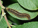 Malacosoma alpicola (Alpiner Ringelspinner) / CH BE Hohgant 1790 m, 30. 07. 2012