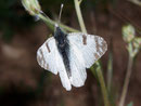 Euchloe belemia / PIERIDAE/Pierinae (Weisslinge)