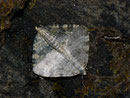 Entephria nobiliaria / GEOMETRIDAE/Larentiinae (Spanner)