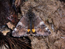 Archiearis parthenias (Birken-Jungfernkind) / GEOMETRIDAE/Archiearinae (Spanner)