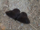 Satyrus ferula (Südlicher Waldportier, Männchen) / NYMPHALIDAE/Satyrinae (Edelfalter)