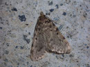Aglossa pinguinalis (Fettzünsler) / PYRALIDAE/Pyralinae (Zünsler)