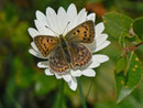 Lycaena virgaureae (Dukatenfalter, Weibchen) / CH VS Val d'Anniviers, Lac de Moiry 2250 m, 23. 08. 2013