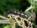 Vanessa atalanta (Admiral) / CH BE Hasliberg 1200 m, 20. 07. 2012 (an Urtica dioica)