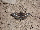 Pyrausta nigrata / CRAMBIDAE/Pyraustinae(Zünsler)
